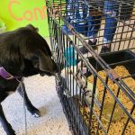 Pet Connection