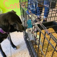 Pet Connection ico
