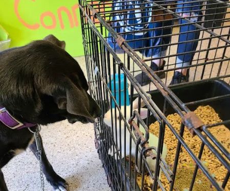 Pet Connection