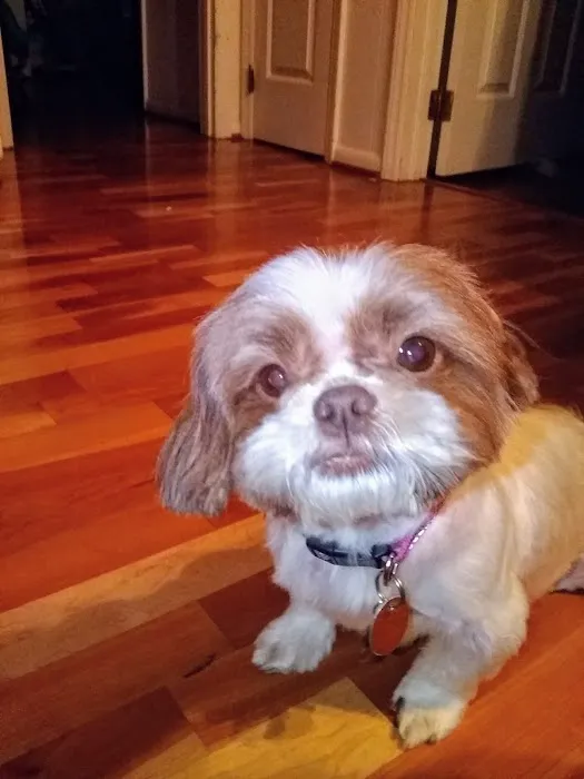 Pet Connection Picture 2