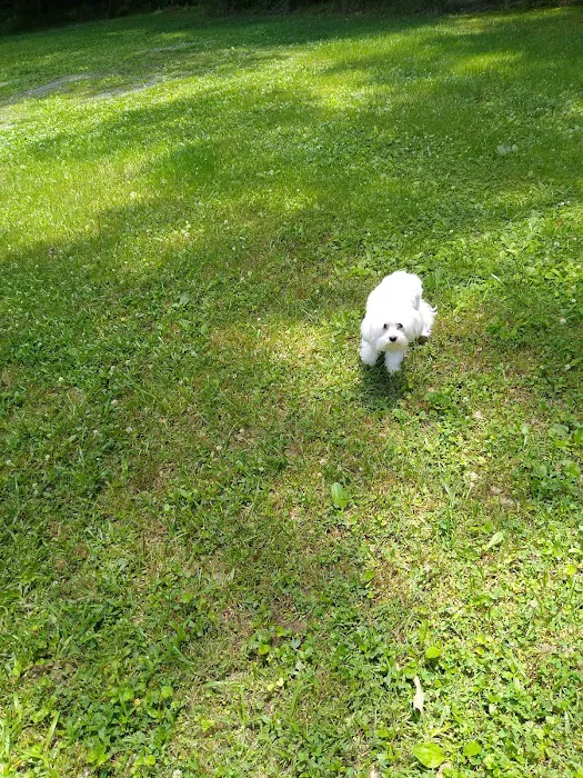 Pet Connection Picture 3
