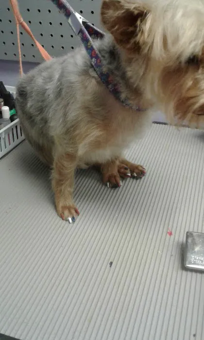 Pet Connection Picture 4