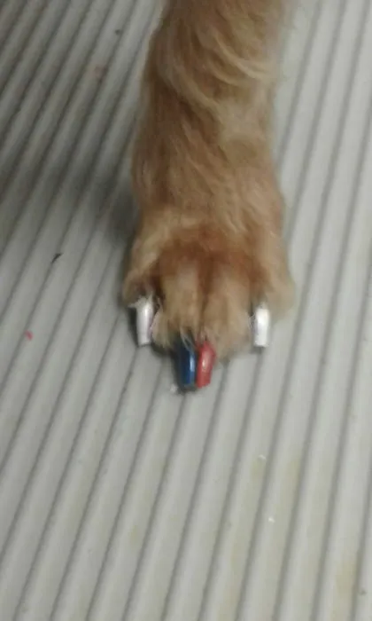 Pet Connection Picture 5