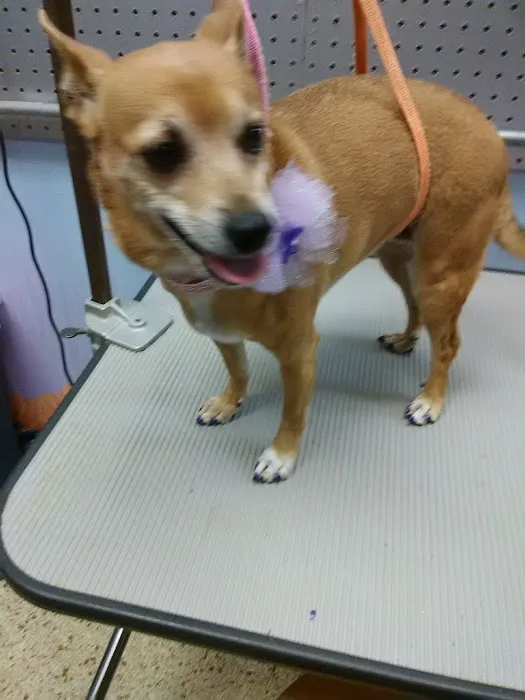 Pet Connection Picture 7
