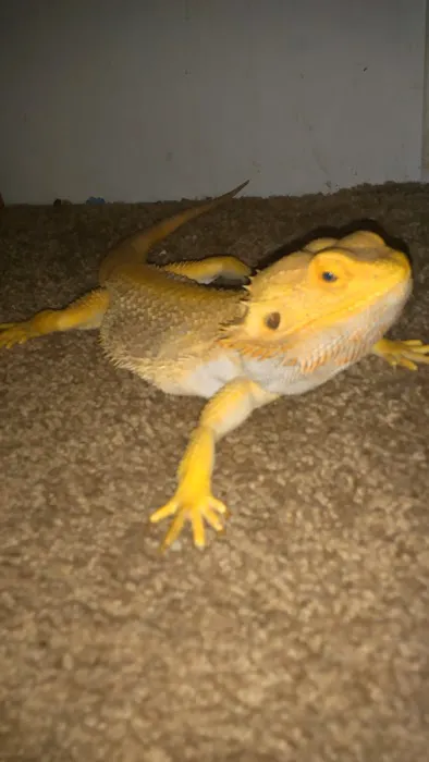 A Pet U Bet Picture 4