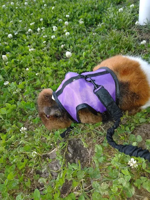 A Pet U Bet Picture 9