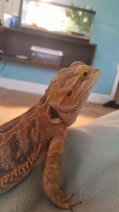 A Pet U Bet Picture 6