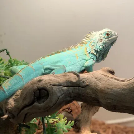 K-BAM FARMS PET STORE UNION SC Picture 2