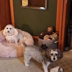 Animal Hospital of Dauphin County at Linglestown