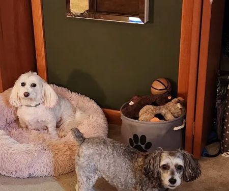 Animal Hospital of Dauphin County at Linglestown