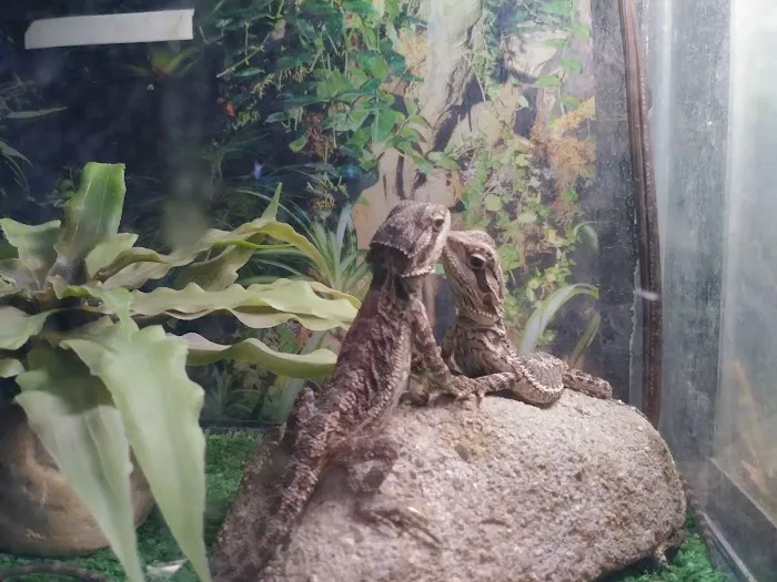 Leapin Lizards Pet Shop Picture 4