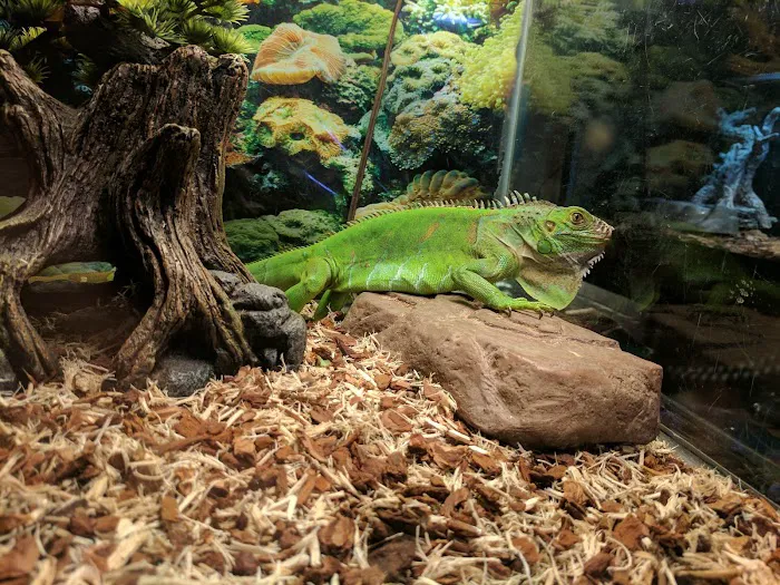 Leapin Lizards Pet Shop Picture 9