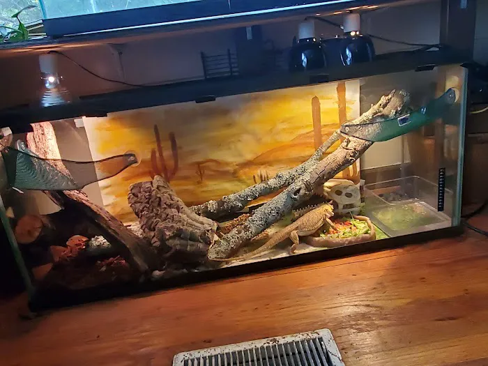 Leapin Lizards Pet Shop Picture 3