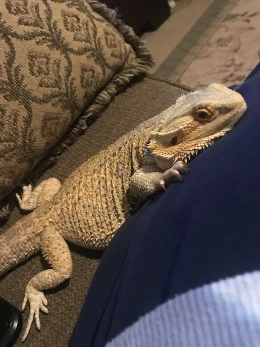 Leapin Lizards Pet Shop Picture 7