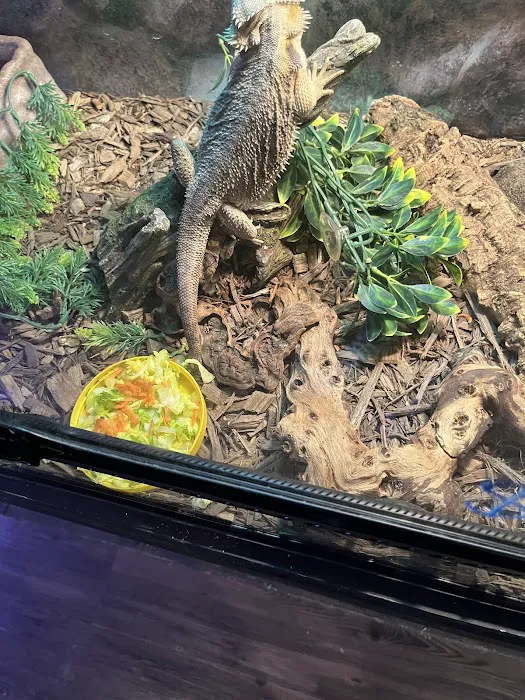 Leapin Lizards Pet Shop Picture 1