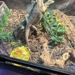 Leapin Lizards Pet Shop