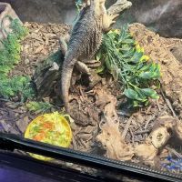 Leapin Lizards Pet Shop ico