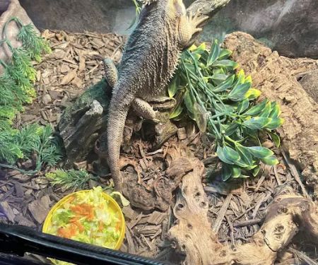 Leapin Lizards Pet Shop