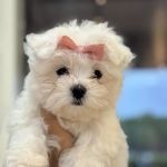 Waggles Puppy Boutique - Duluth