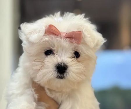 Waggles Puppy Boutique - Duluth