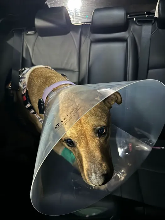 Derry Animal Hospital Picture 1