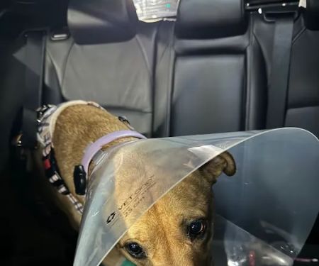 Derry Animal Hospital