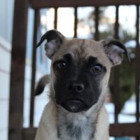 Bark Avenue Boutique ico