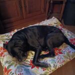 St. Francis Animal Clinic
