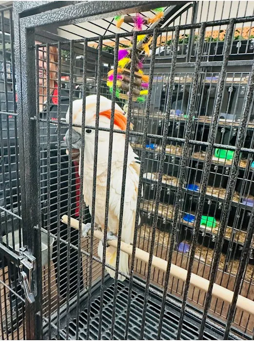 Pets and Supplies Picture 4