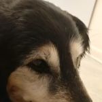Leighow Veterinary Hospital: Butler Mason DVM