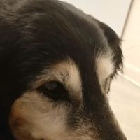 Leighow Veterinary Hospital: Butler Mason DVM ico