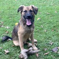 Caring Hands Animal Hospital Danville, PA ico