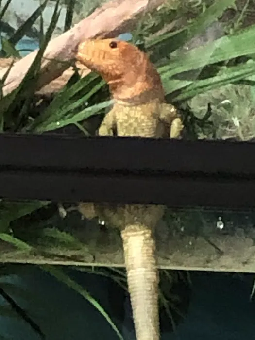 Land And Sea Exotic Pets Picture 2