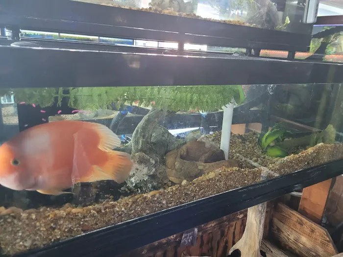 Fish Bowl & More Picture 4