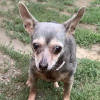Sunbury Animal Hospital ico