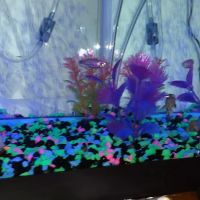 Pet Supplies Plus Carrollton ico