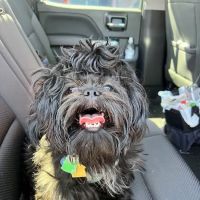 Alpine Animal Clinic ico