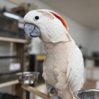 West Ga Exotic ico
