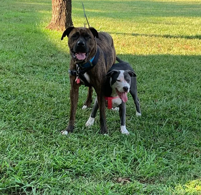 Dixie May’s Picture 2