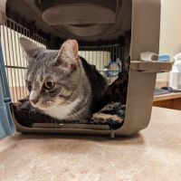 Montville Veterinary Group ico