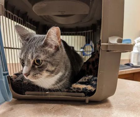 Montville Veterinary Group