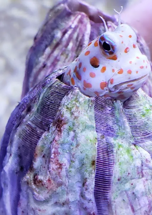Pure Reef Picture 5
