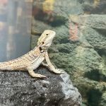 Petco