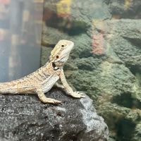 Petco ico