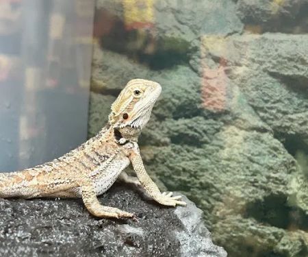 Petco