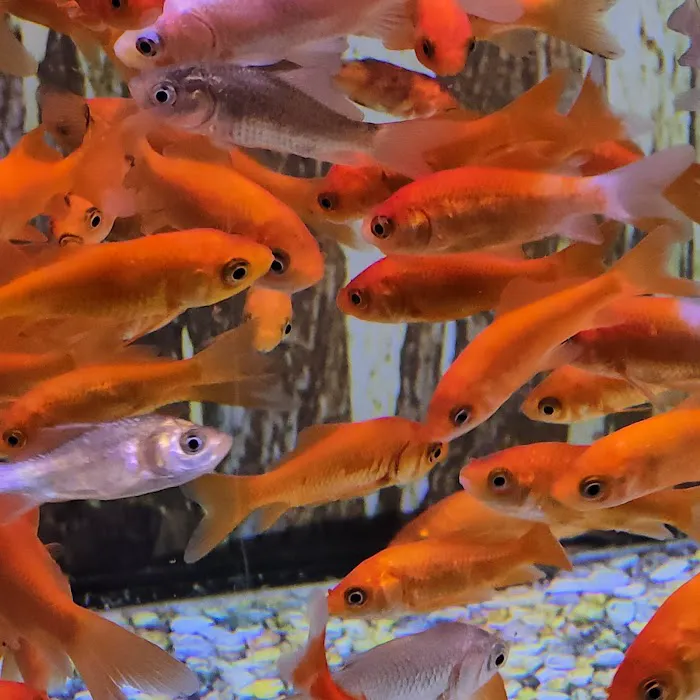 Petco Picture 10