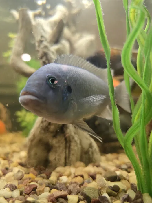 Mystical Ponds and Aquariums Picture 2