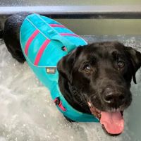 Alpha Animal Rehabilitation and Fitness ico