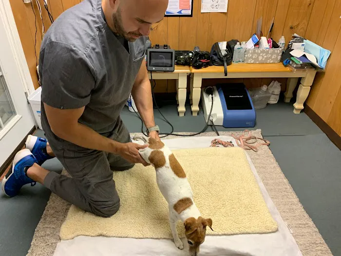 Alpha Animal Rehabilitation and Fitness Picture 2