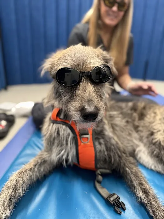 Alpha Animal Rehabilitation and Fitness Picture 5